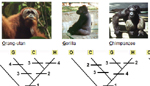 Cladistics